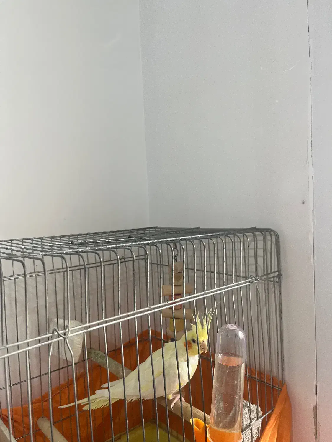 عروس هلندی ماده|پرنده|رشت, منظریه|دیوار