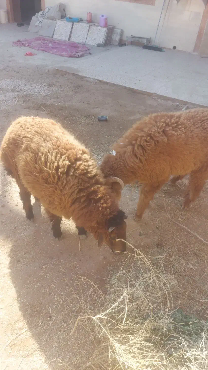 دو عدد بره چاق درجه یک تمیز|حیوانات مزرعه|کارون, |دیوار