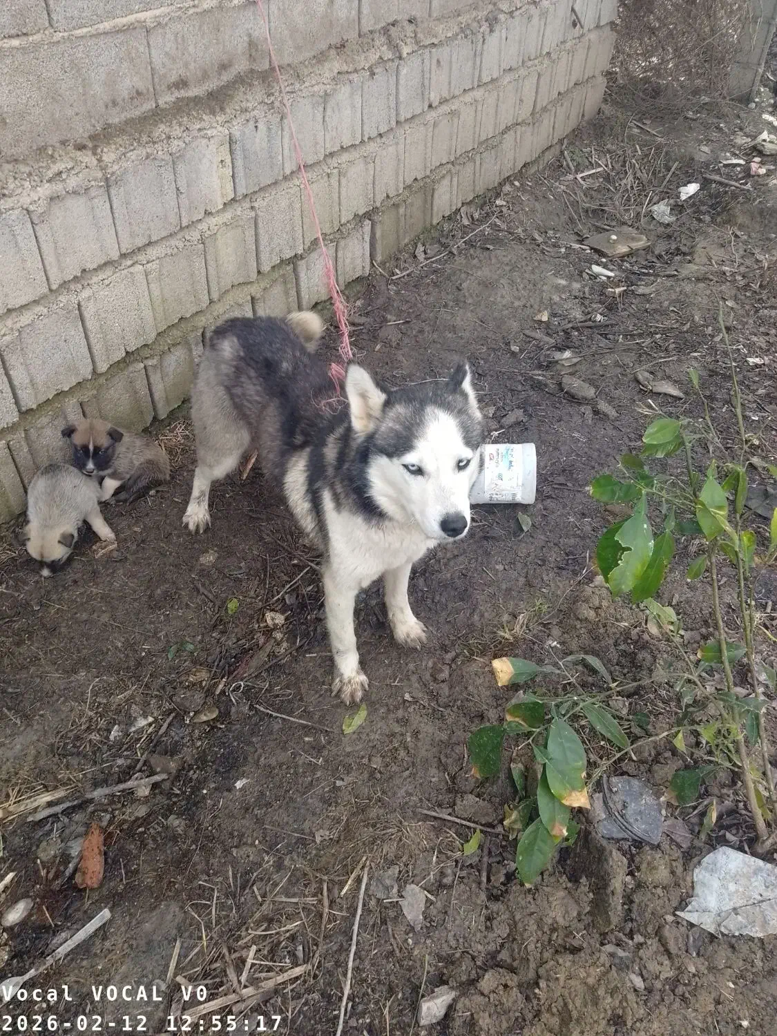 سگ هاسکی|سگ|بهشهر, |دیوار