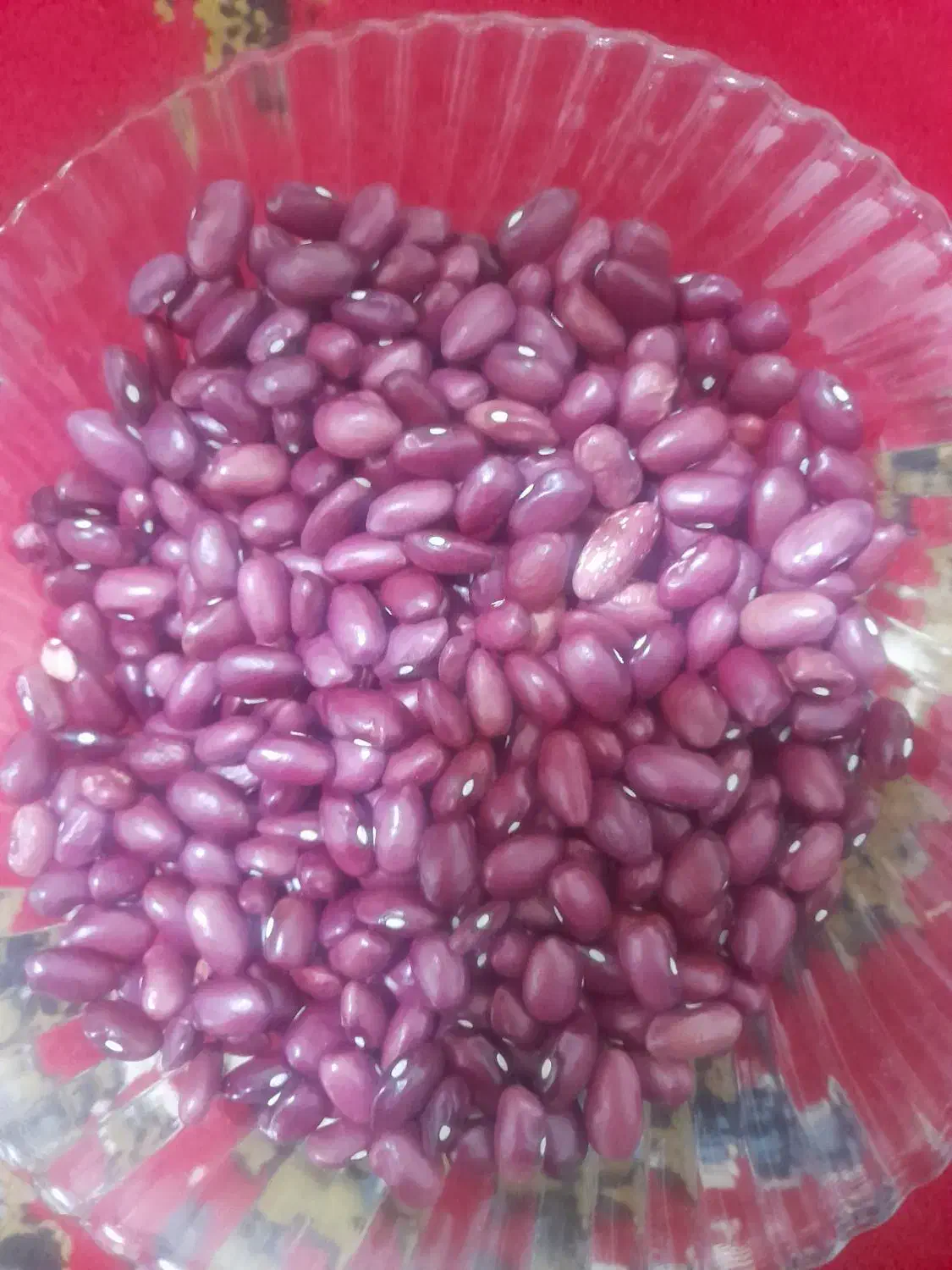 لوبیا چیتی و قرمز|خوردنی و آشامیدنی|موچش, |دیوار