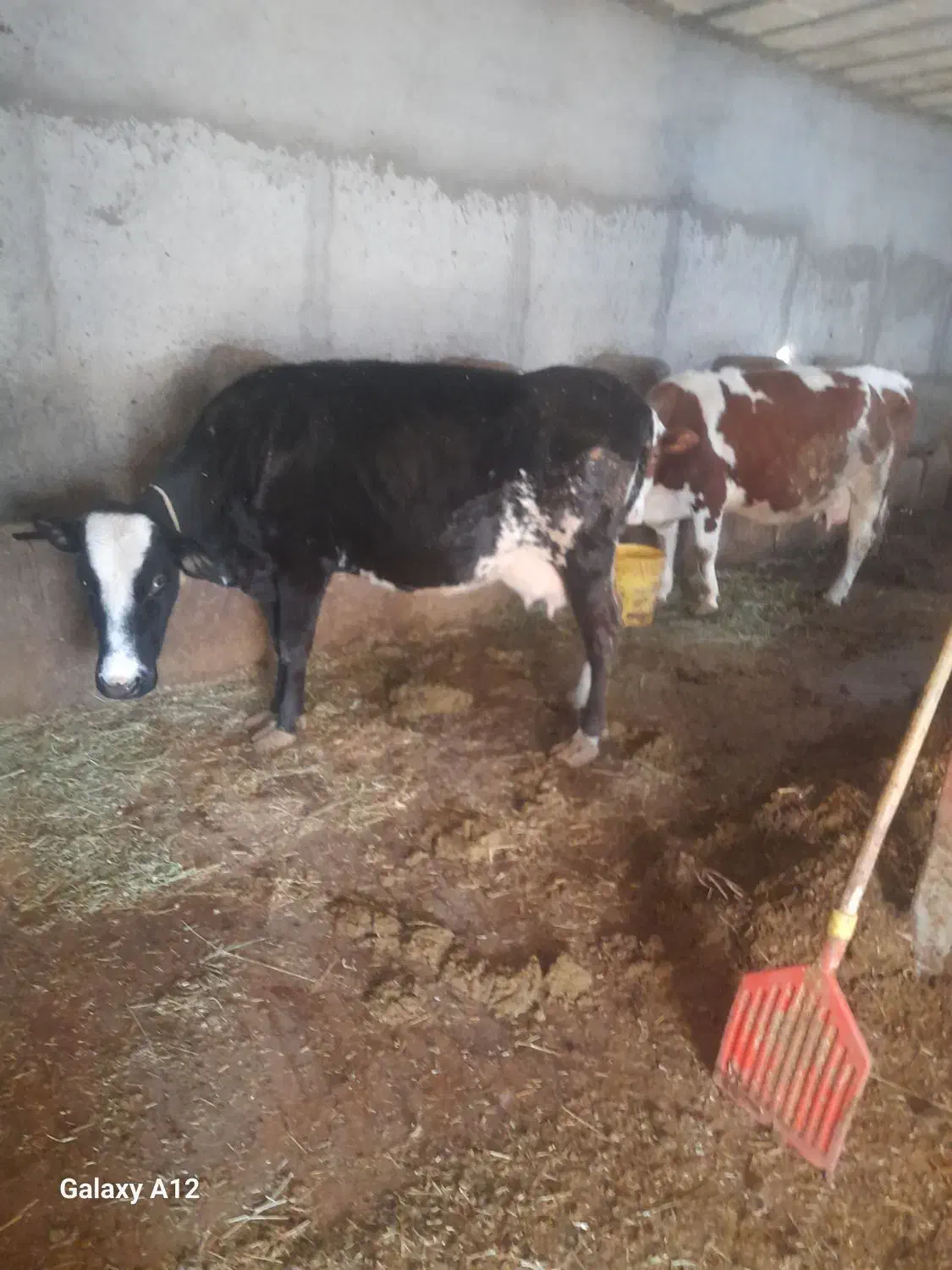 گاوه شیری|حیوانات مزرعه|هشترود, |دیوار