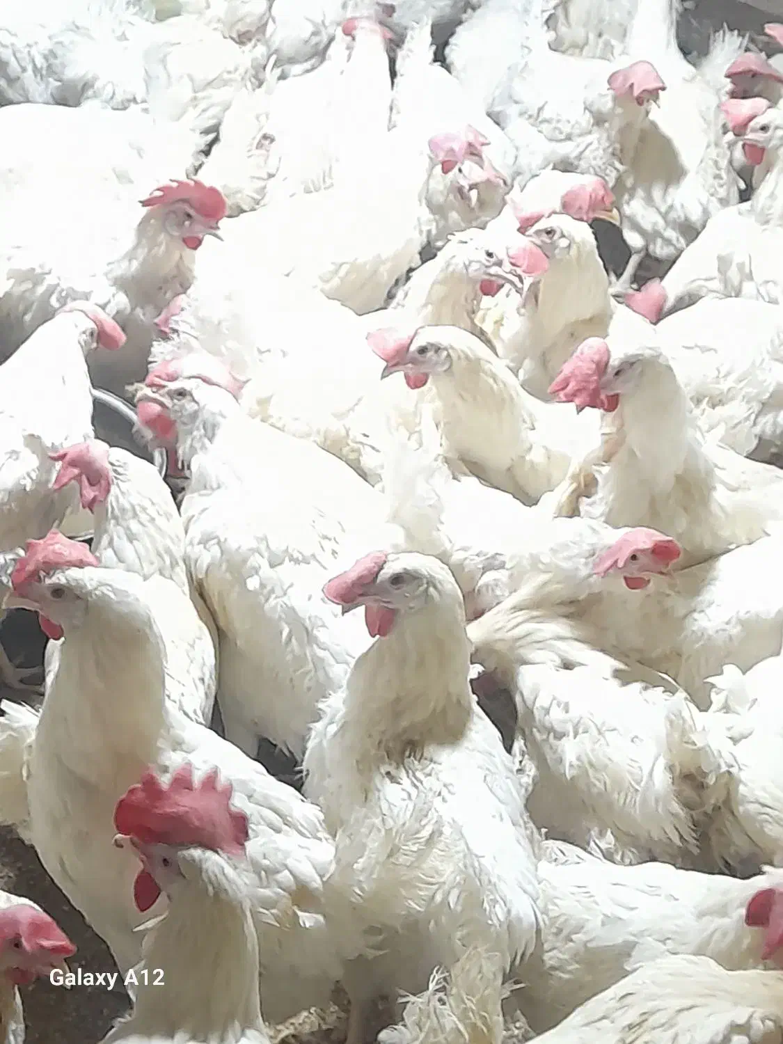 مرغ سفیدتاج کج تخمگذار جوان|حیوانات مزرعه|قائن, |دیوار