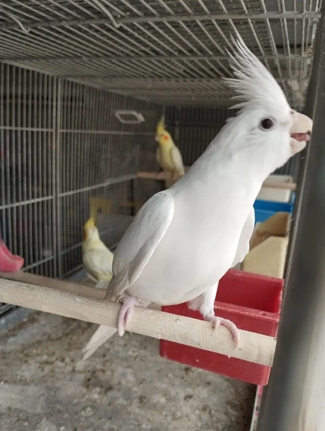 جوجه گرینچیک. عروس هلندی.  سهره قناری.|پرنده|ری, ظهیرآباد|دیوار