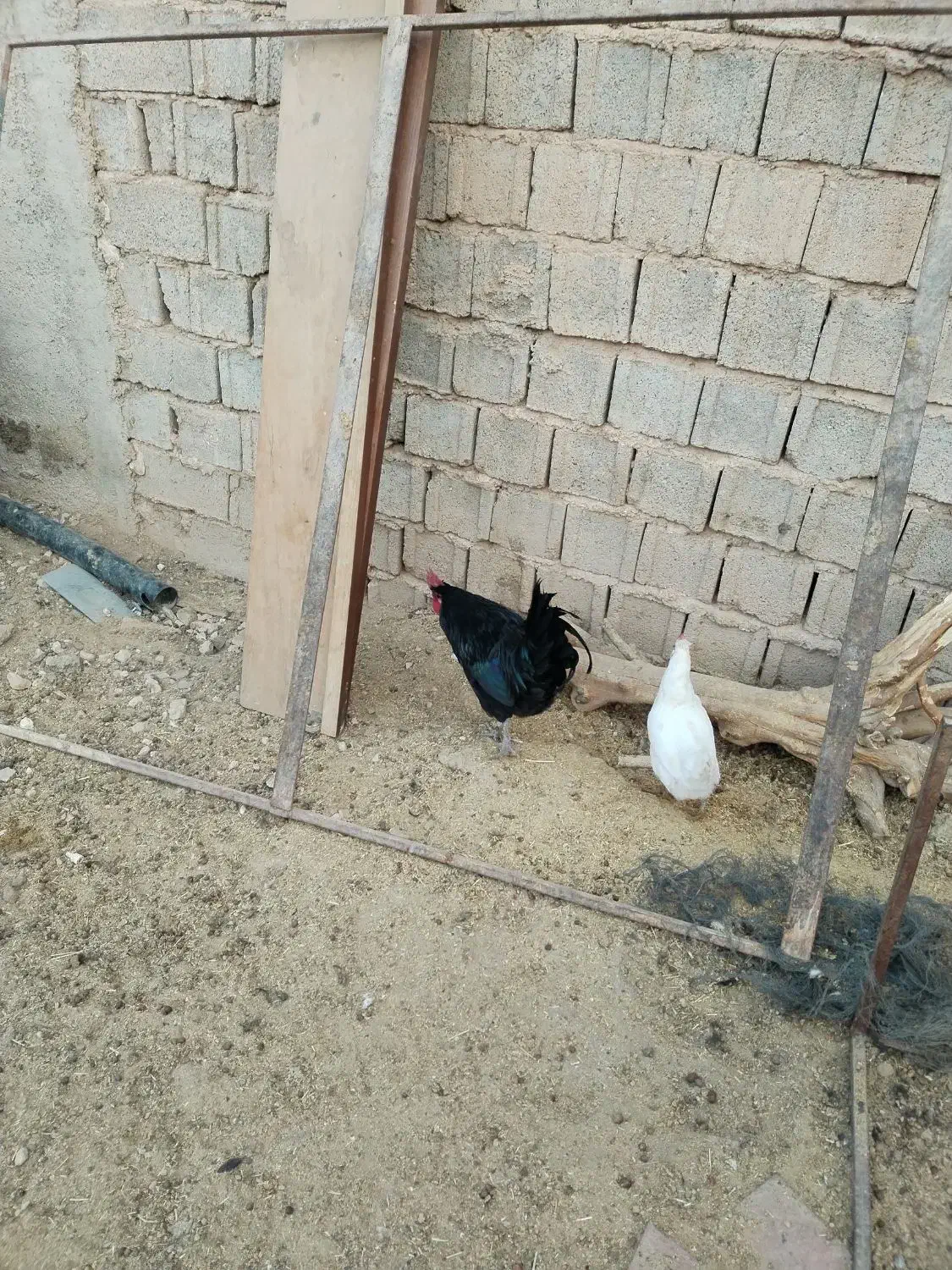 خروس محلی|حیوانات مزرعه|ارژن, |دیوار