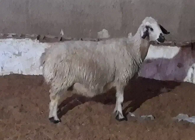 میش آبستن نزدیک زا|حیوانات مزرعه|دره شهر, |دیوار