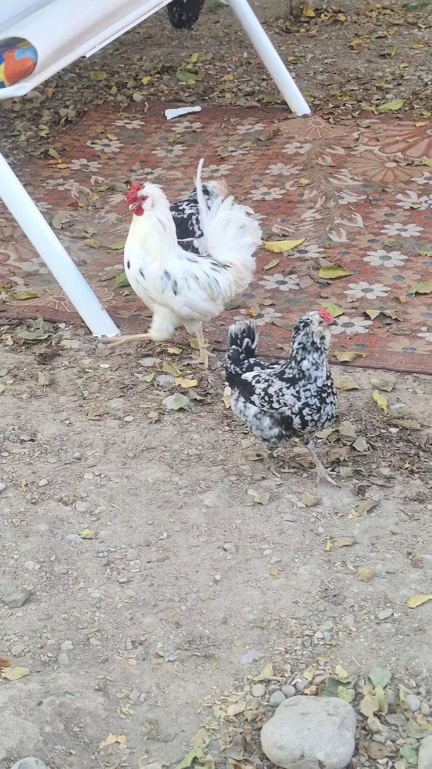 مرغ خروس گلین|پرنده|کرج, شهرک نهال و بذر|دیوار