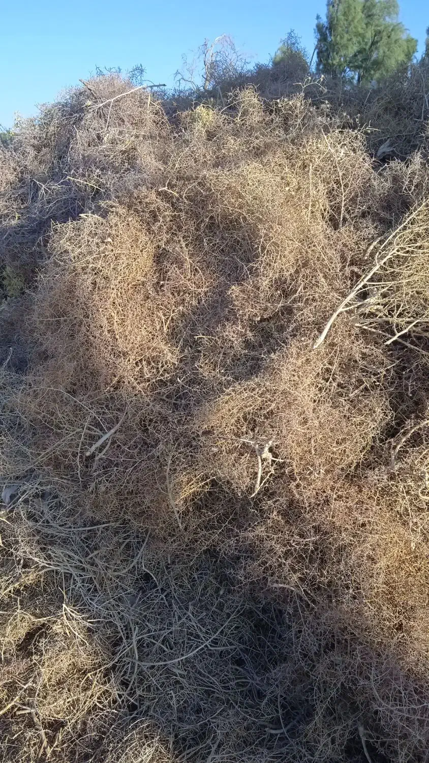 خار فروشی|حیوانات مزرعه|خمک, |دیوار