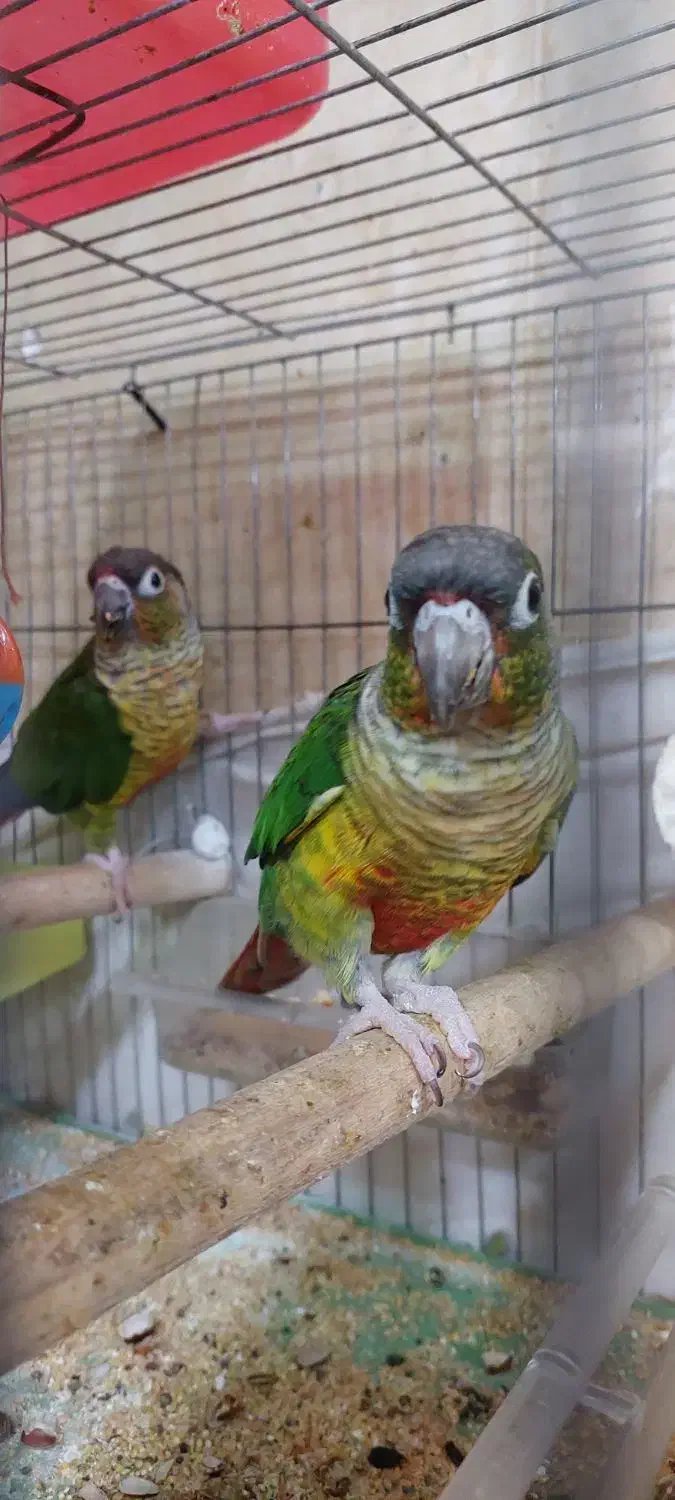 گرینچیک مولد تضمینی|پرنده|تبریز, |دیوار