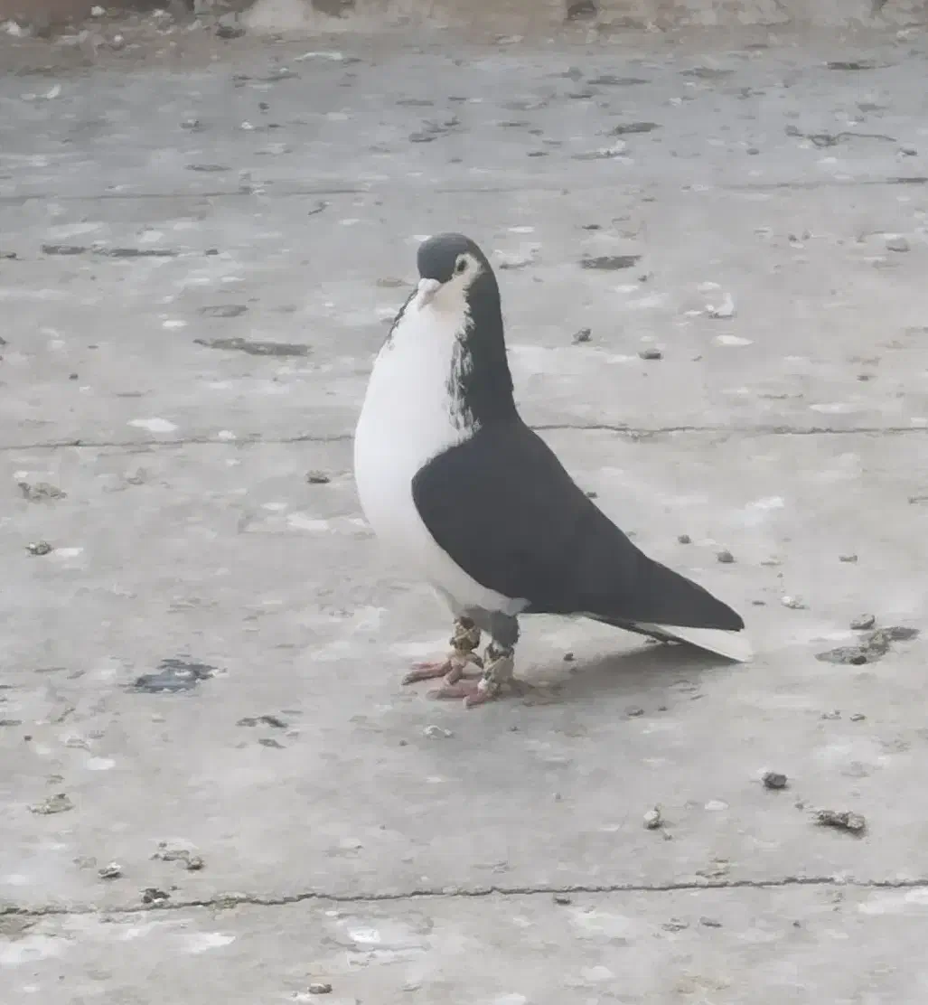 کفتر گمشده خال|حیوانات|شیروان (خراسان), |دیوار