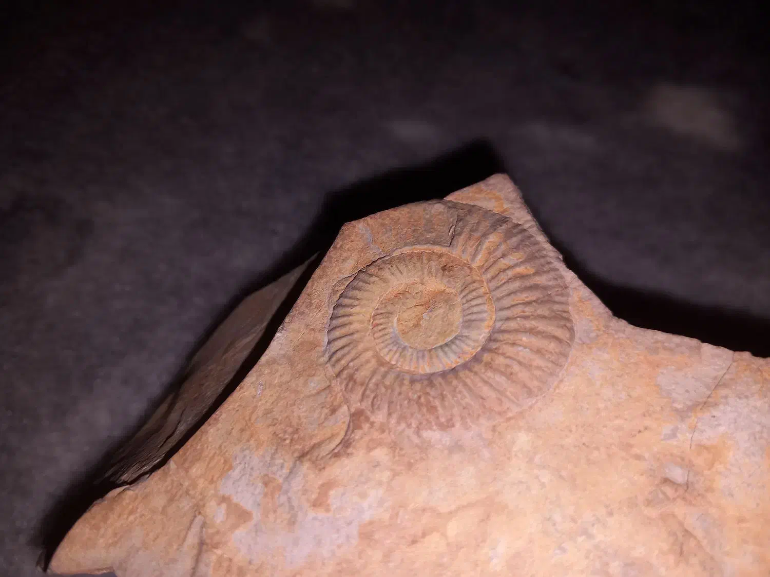 فسیل آمونیت|کلکسیون اشیاء عتیقه|قم, محمد آباد|دیوار