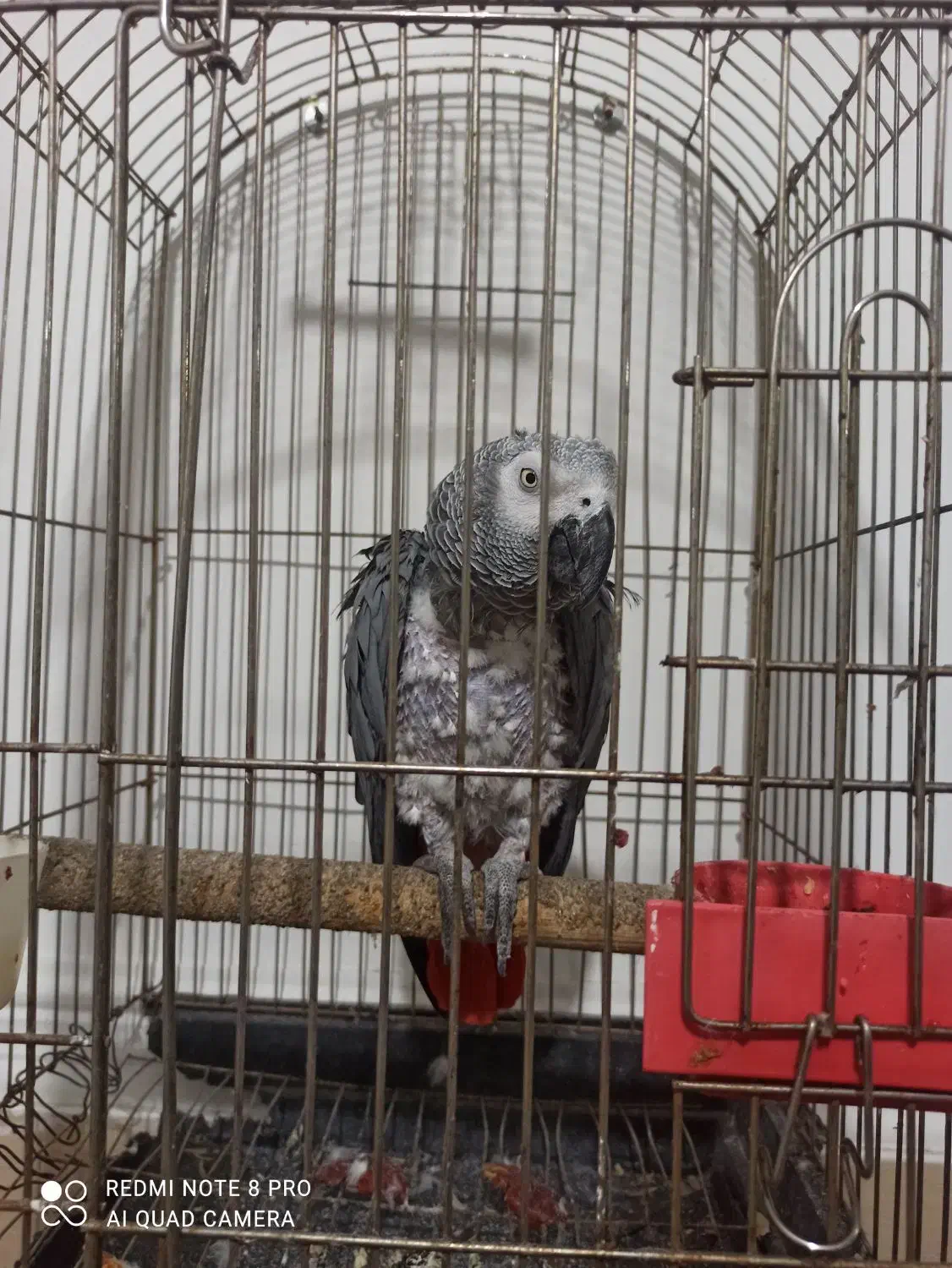 کاسکو دم قرمز|پرنده|اهواز, اسلام آباد شرقی|دیوار