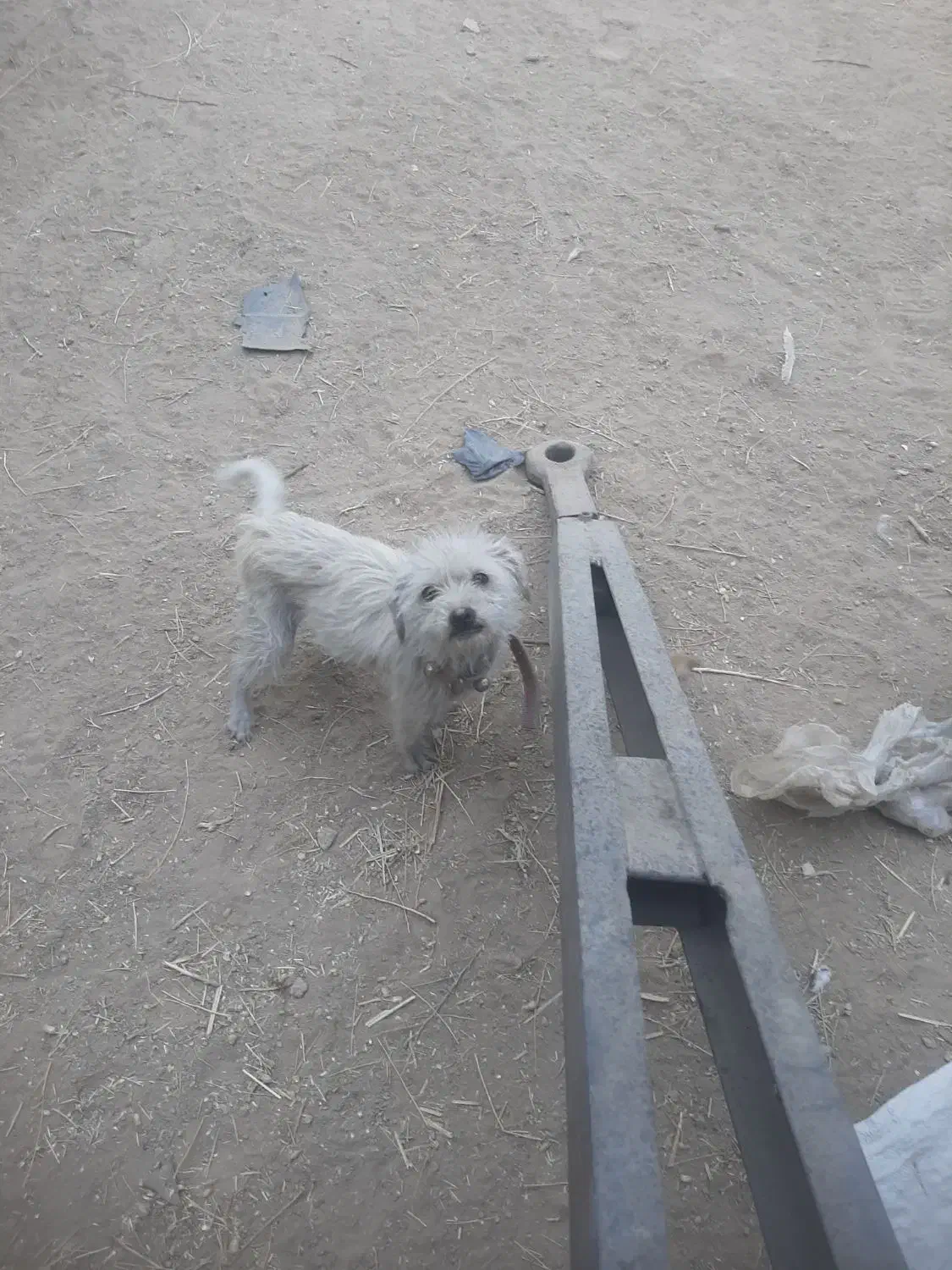 یک عدد سگ ماده نژاد خوب ۵۰۰ تومان|سگ|نجف‌آباد, کهریزسنگ|دیوار