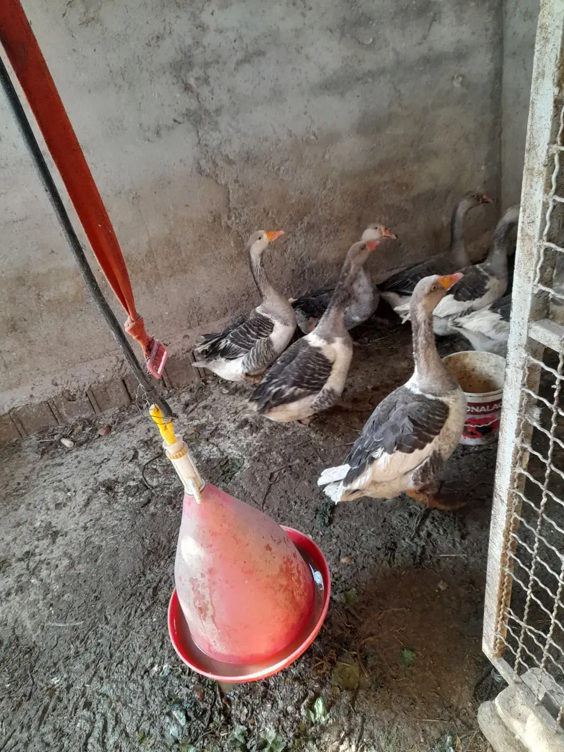 قاز|حیوانات مزرعه|مهدی شهر, |دیوار