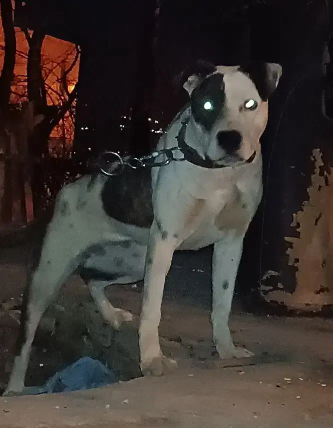 سگ پیتبول|سگ|صدرا-فارس, فاز ۲|دیوار