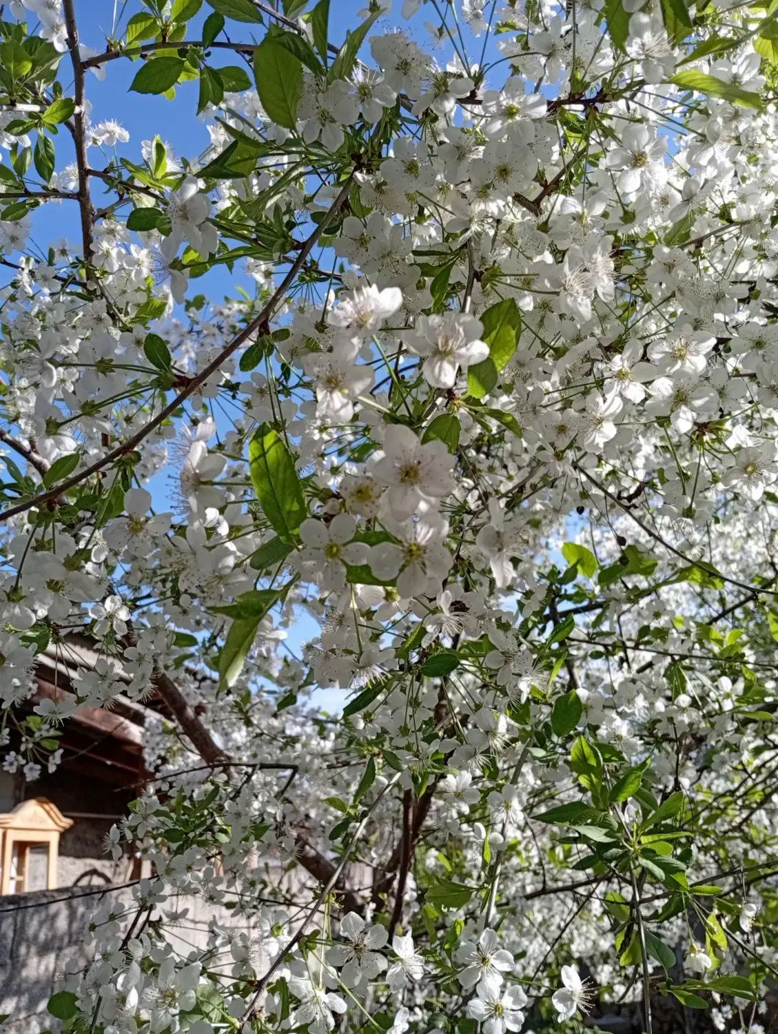 اجاره|اجارهٔ آپارتمان|کلاردشت, |دیوار