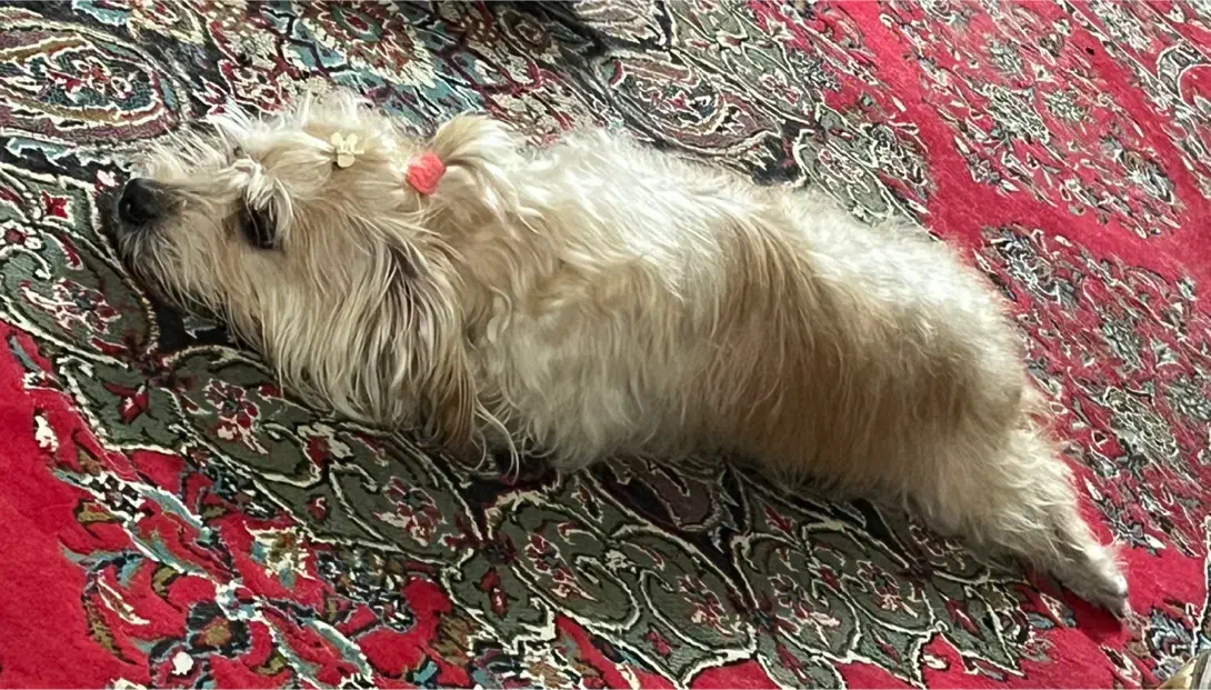 واگذاری سگ ۵ساله|سگ|آمل, |دیوار