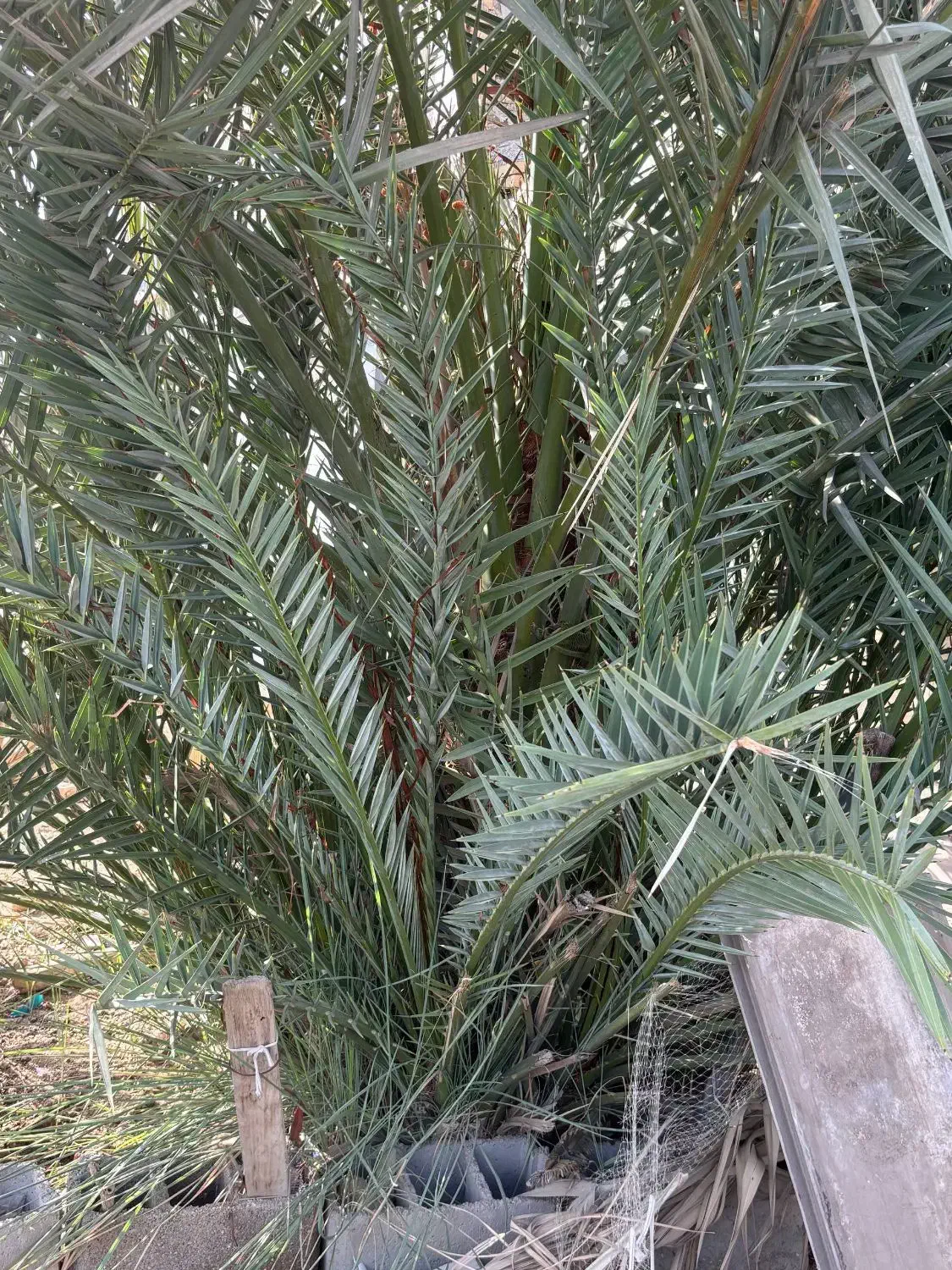 فروش بچه نخل برحی|گل و گیاه طبیعی|بندر ماهشهر, |دیوار