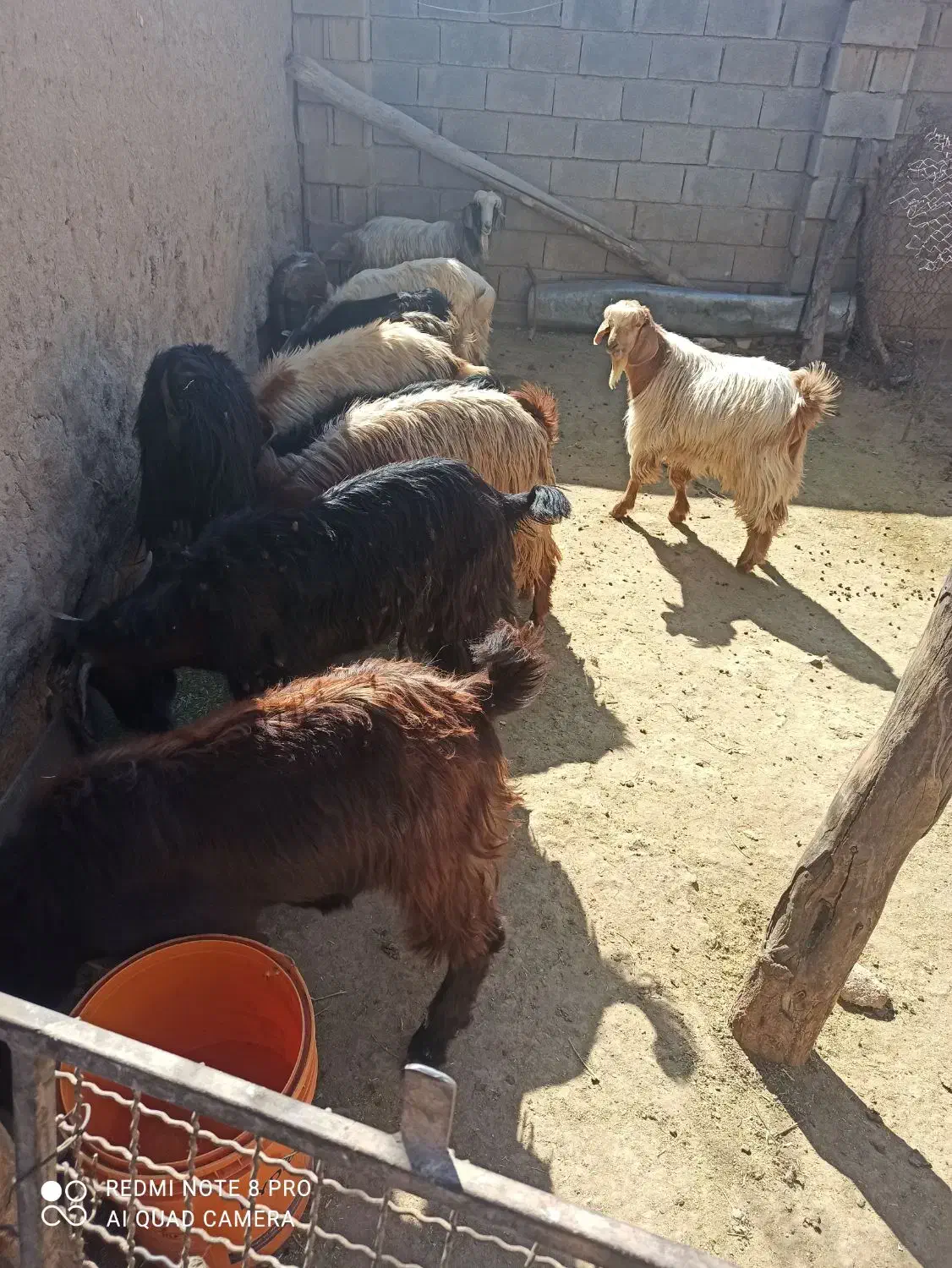 بزغاله نر|حیوانات مزرعه|فیروزآباد, |دیوار