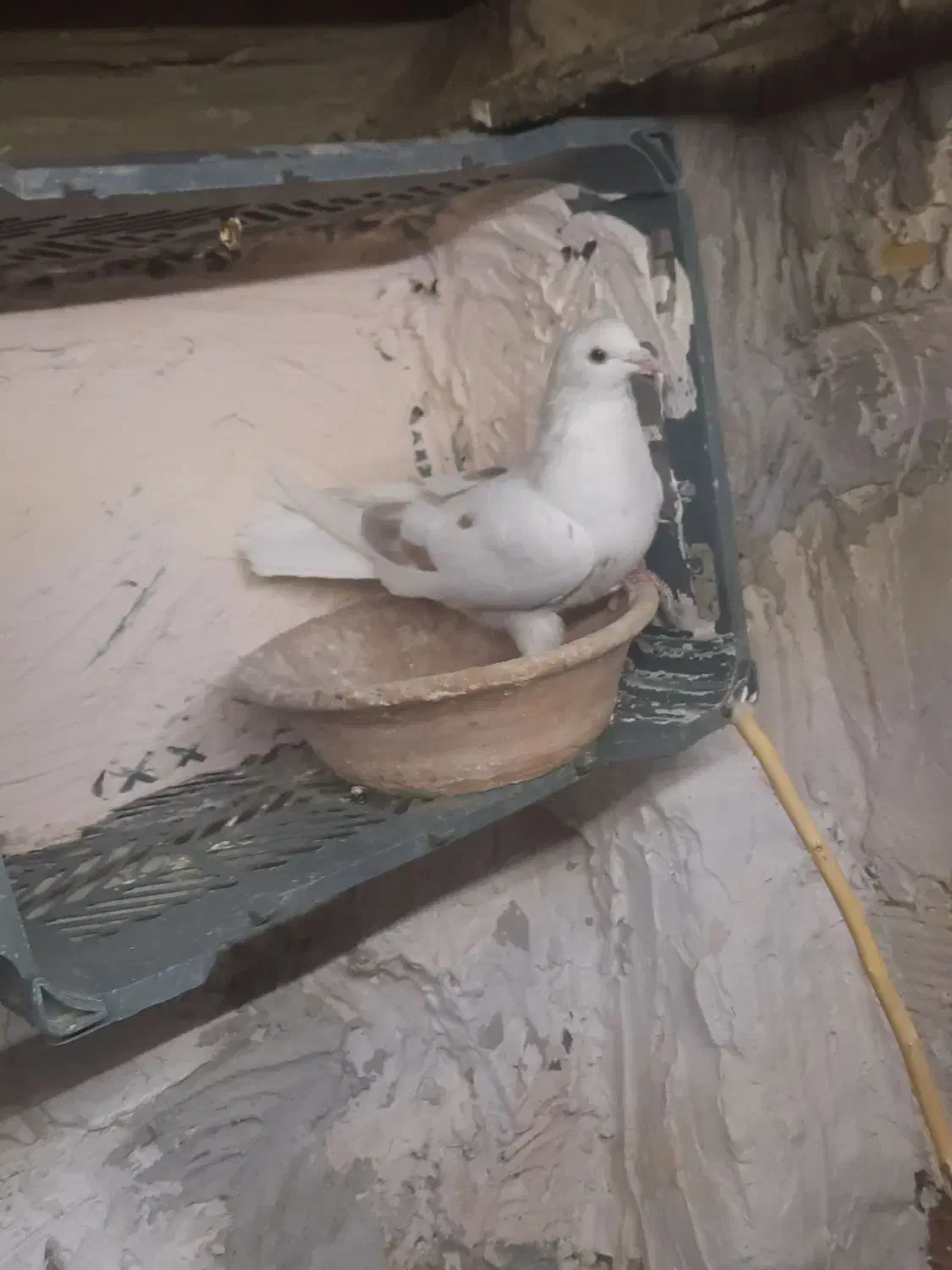 کبوتر پرشی|پرنده|قم, دروازه ری|دیوار