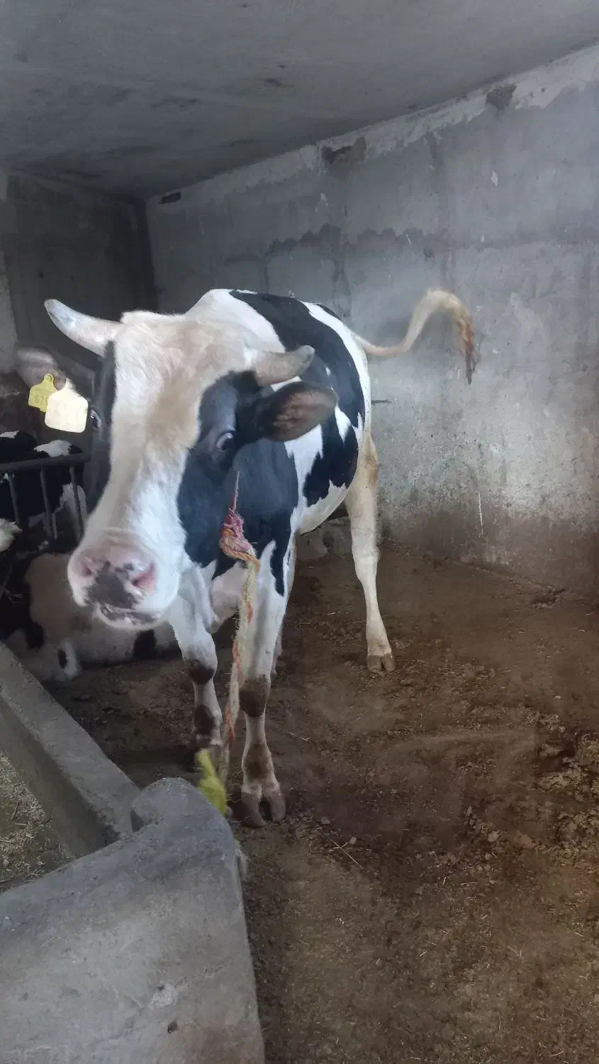 گاو نر|حیوانات مزرعه|نیر (اردبیل), |دیوار