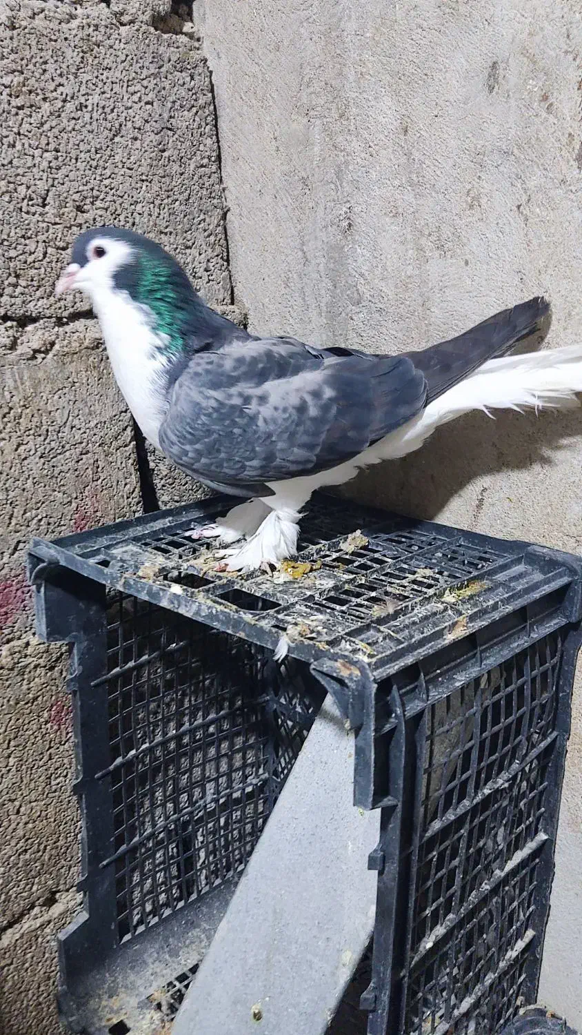 خوشرنگ|پرنده|بندر دیر, |دیوار