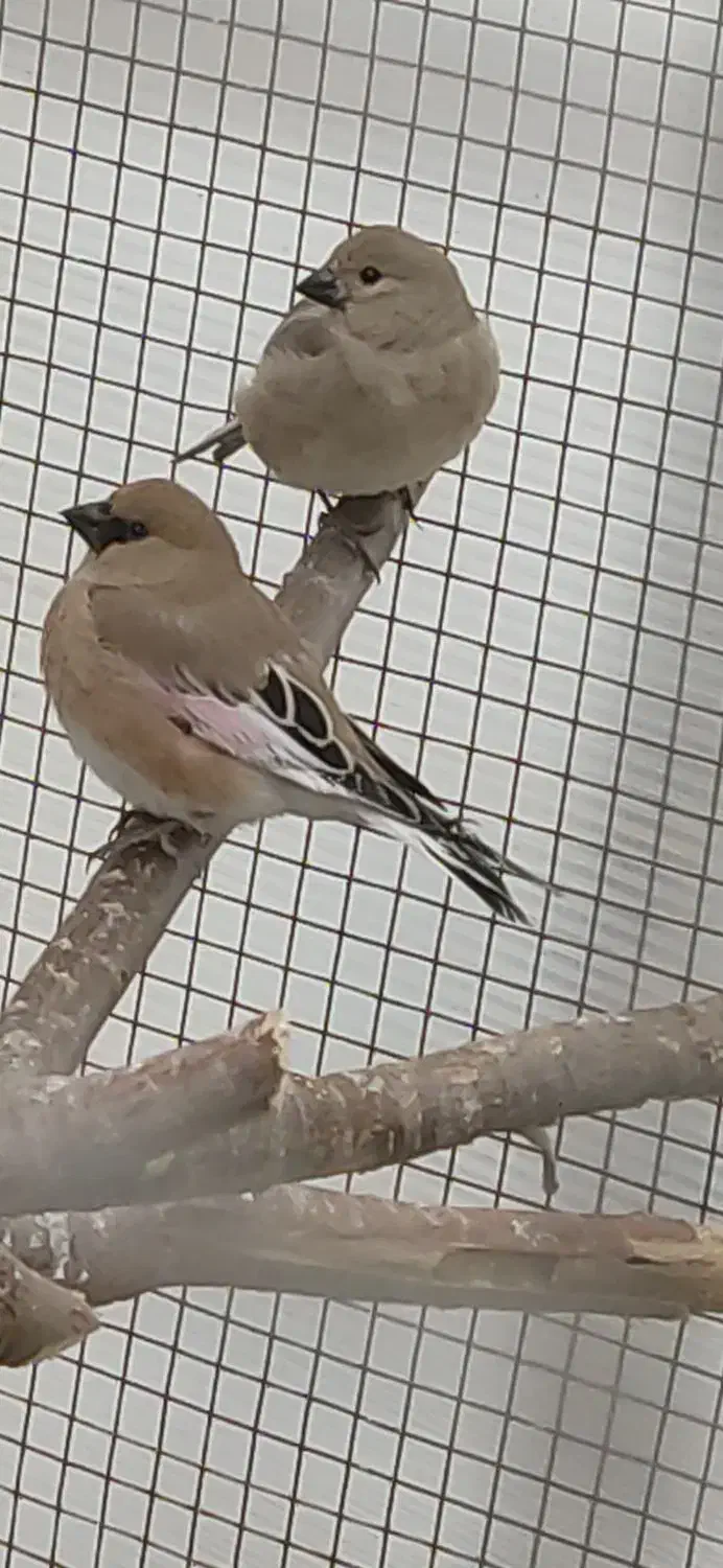 سهره خاکی|پرنده|سوسنگرد, |دیوار