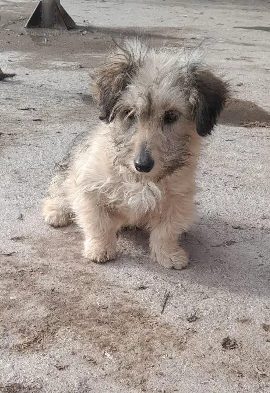 توله پشمالو|سگ|ملکان, |دیوار