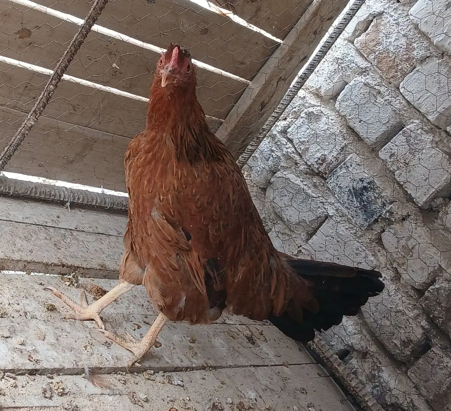 مرغ|حیوانات مزرعه|خاش, |دیوار