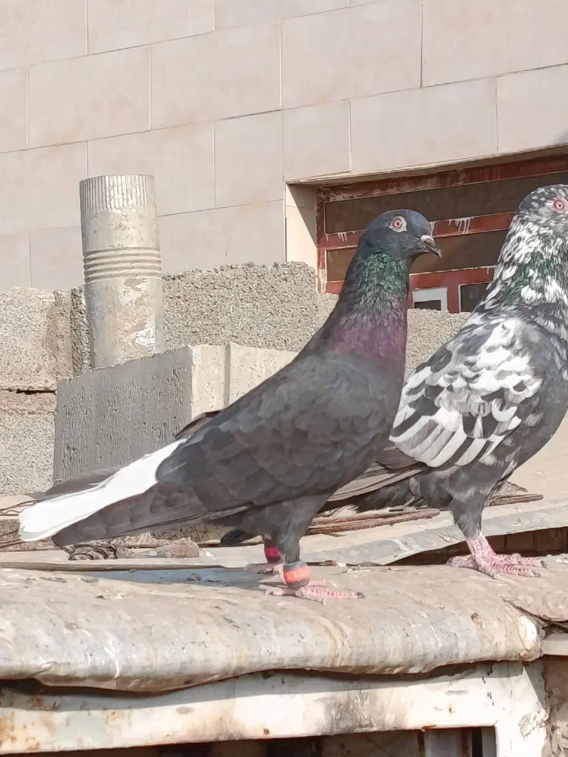 کبوتر اشعل|پرنده|باوی, |دیوار