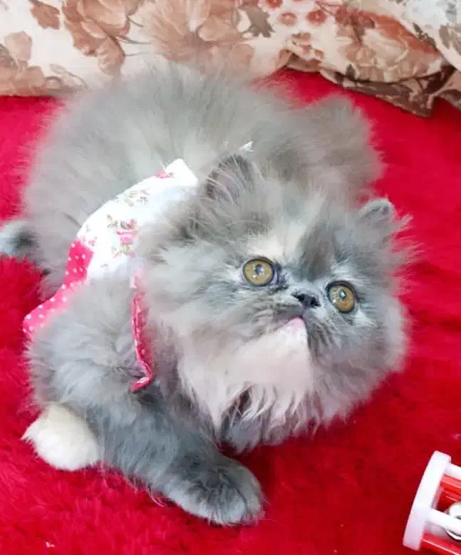 گربه بلو|گربه|تهران, دانشگاه شریف|دیوار