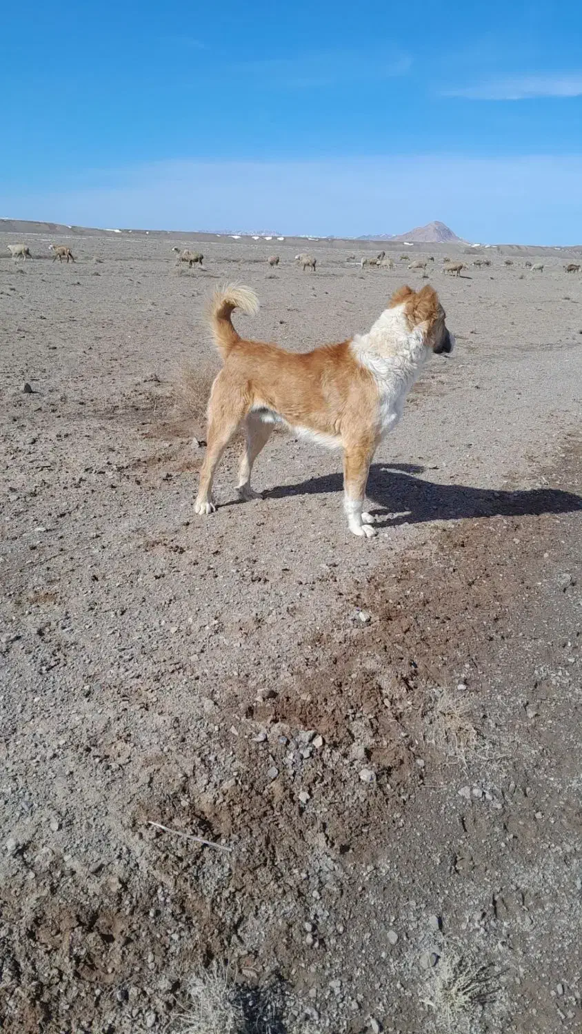 سگ فروشی|سگ|سده (خراسان جنوبی), |دیوار