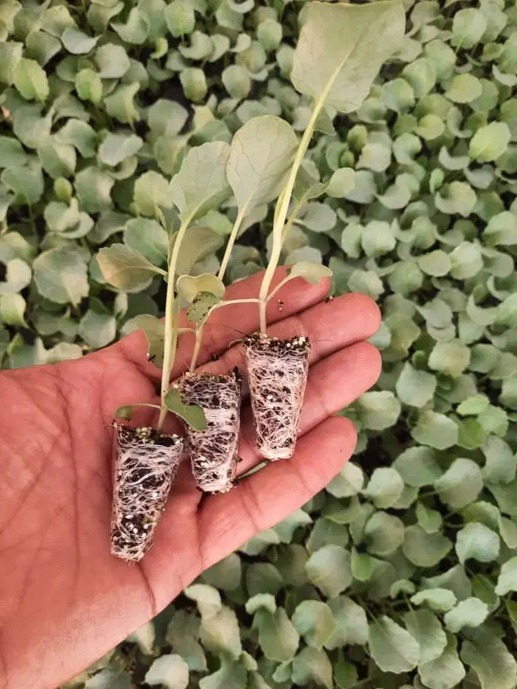 کاهو|خدمات باغبانی و درختکاری|آزادشهر, |دیوار