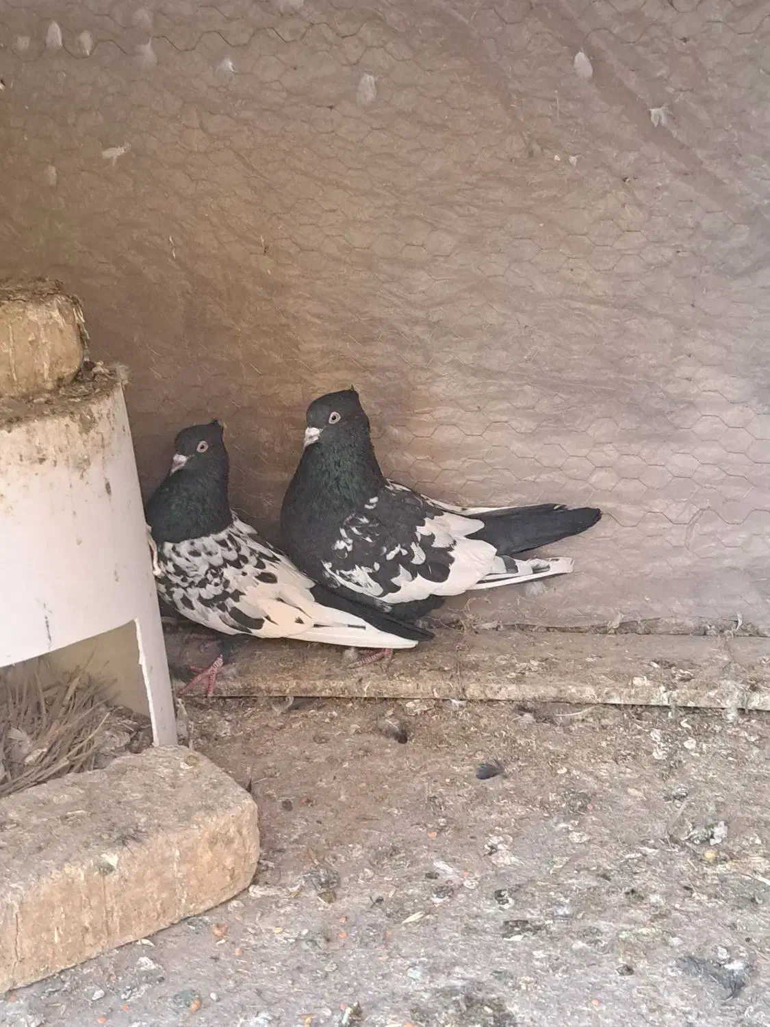 کفتر سینه ای|پرنده|مهریز, |دیوار