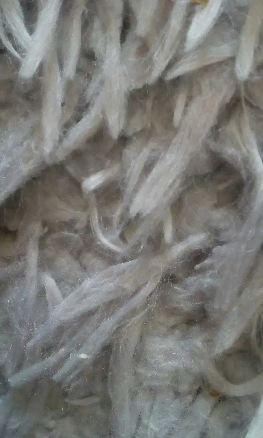 فرش گرد|فرش|اصفهان, مولوی|دیوار