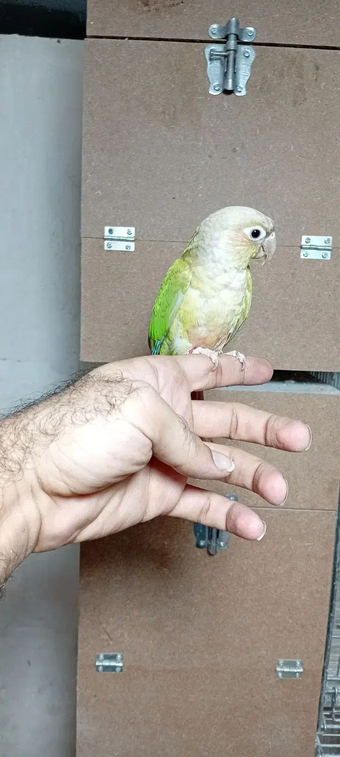 گرینچیک نر رام|پرنده|پاکدشت, پاکدشت (مامازند)|دیوار