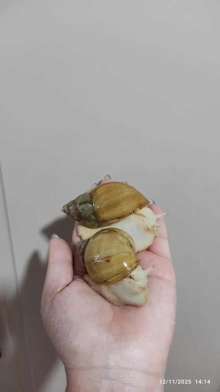 حلزون آلبینو|خزنده|همدان, |دیوار