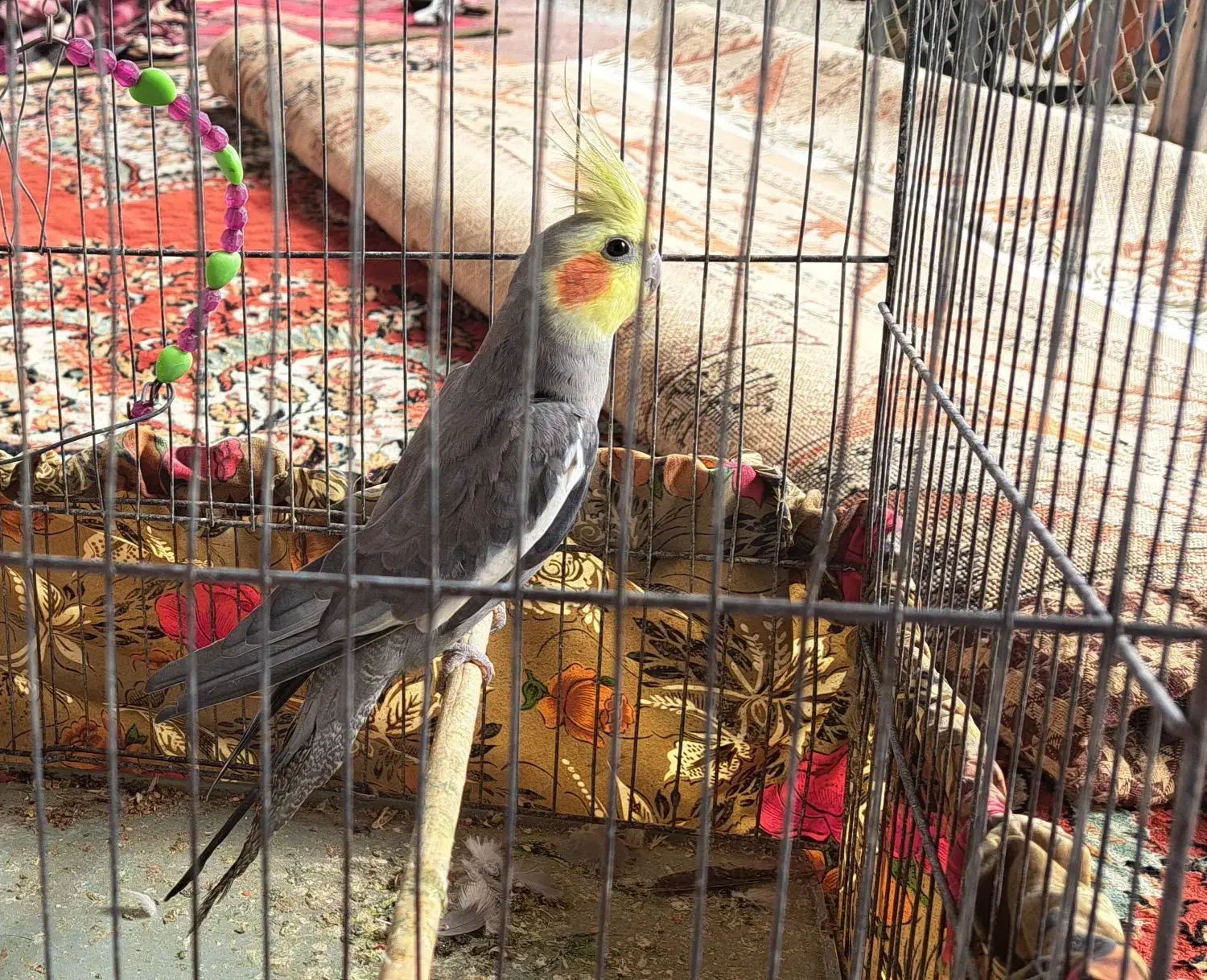 عروس هلندی|پرنده|رشت, فخب|دیوار