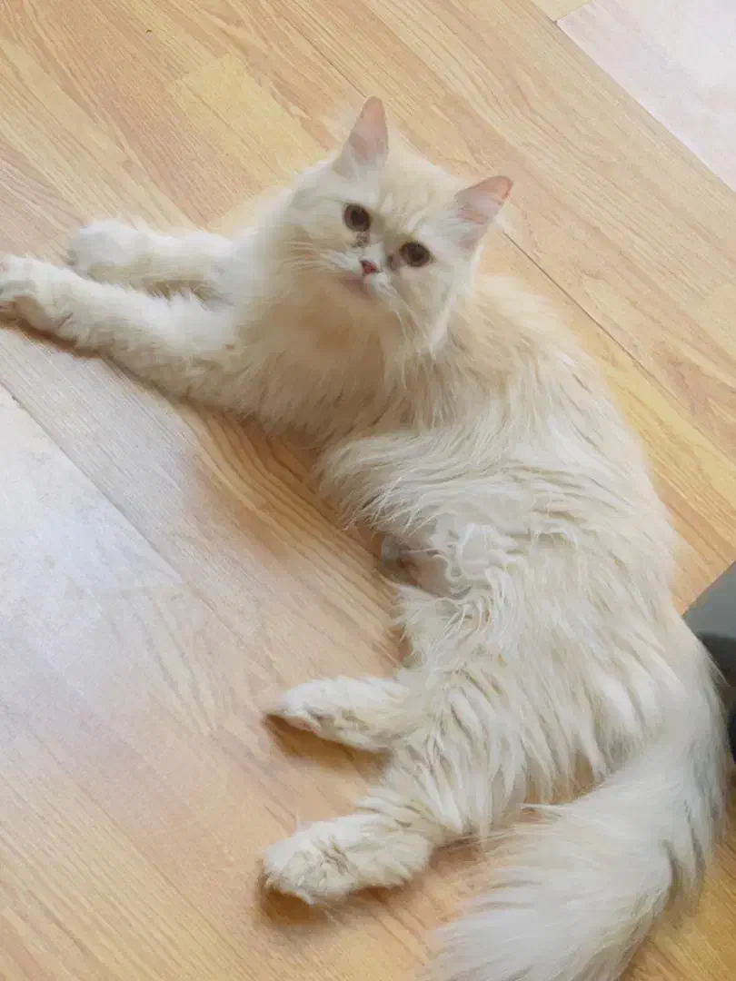 واگذاری گربه|گربه|زاهدان, |دیوار