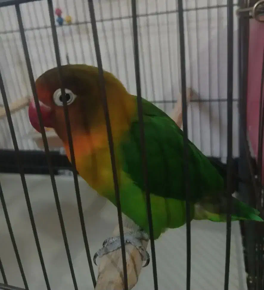 کوتوله برزیلی|پرنده|فولادشهر, مسکن مهر فولادشهر|دیوار