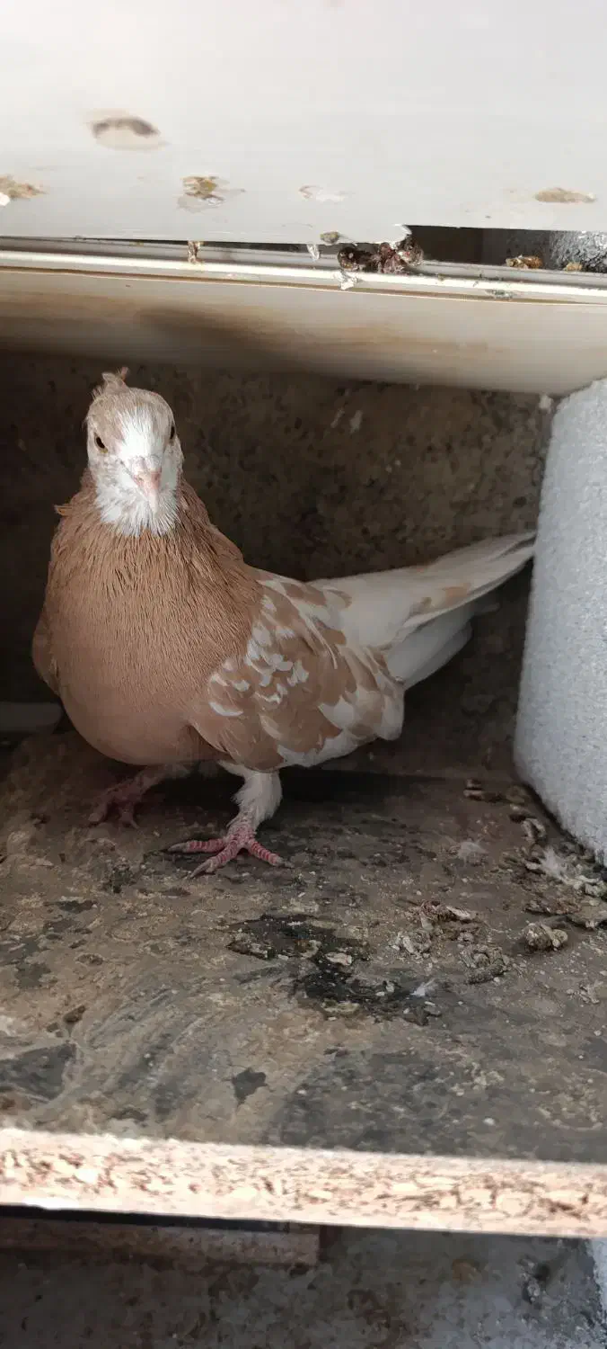 فروش دو ماده زرد گرگی|پرنده|اشنویه, |دیوار