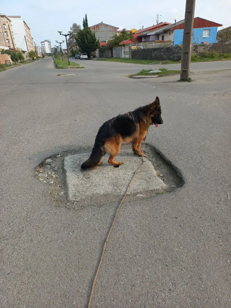 سگ ژرمن|سگ|بندر انزلی, نیمه شعبان|دیوار