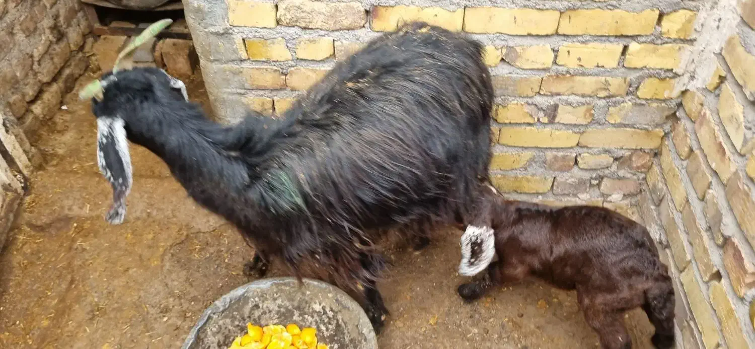 بز و بزغاله|حیوانات مزرعه|تایباد, |دیوار