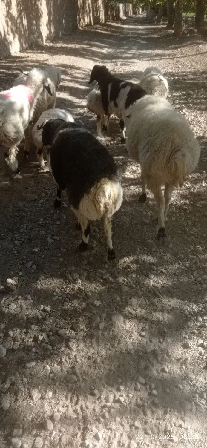 یک قوچ دورگ درجه یک براتخمی میش رون به ضمانت|حیوانات مزرعه|ایثار, |دیوار