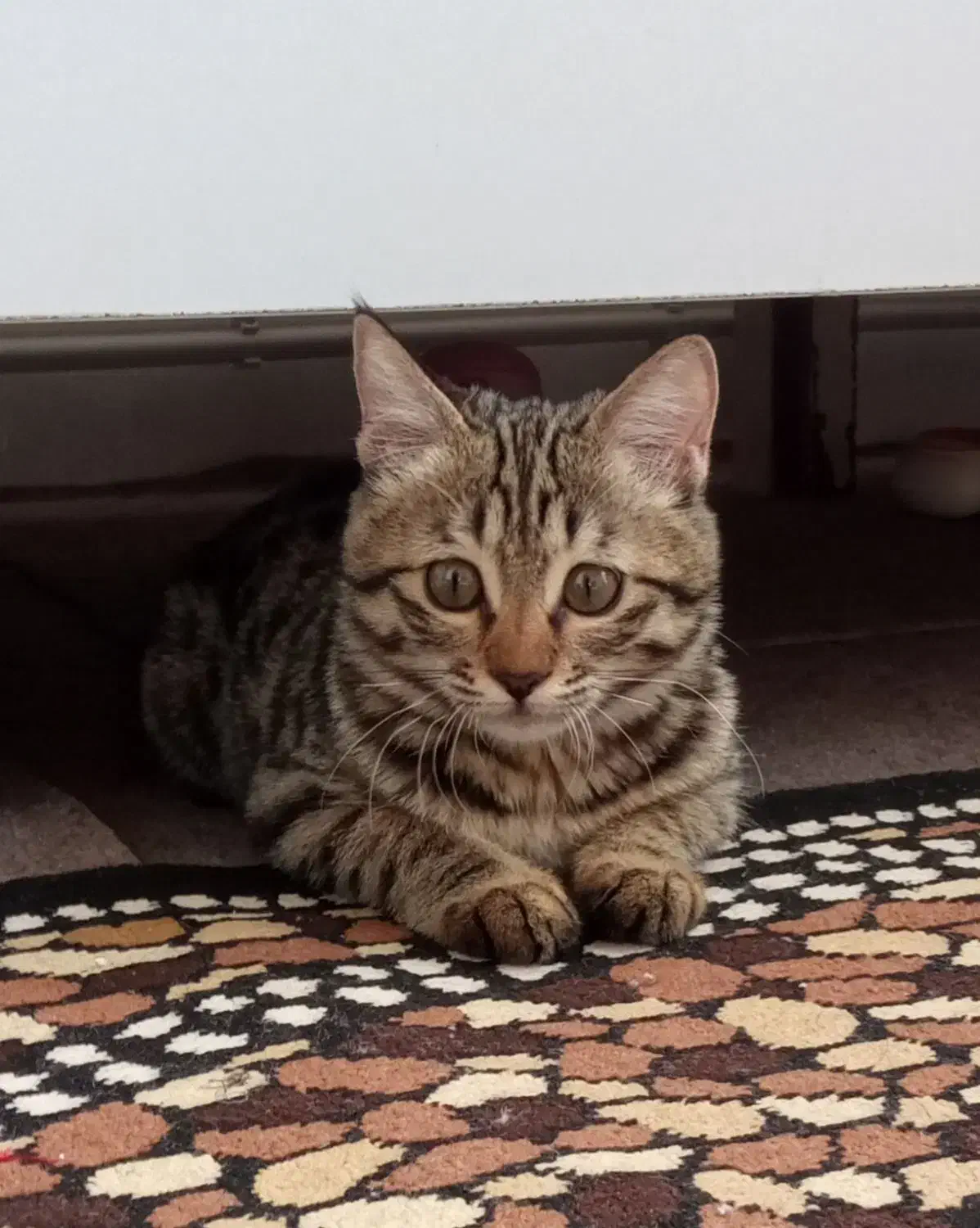 واگذاری بچه گربه رایگان|گربه|تبریز, |دیوار