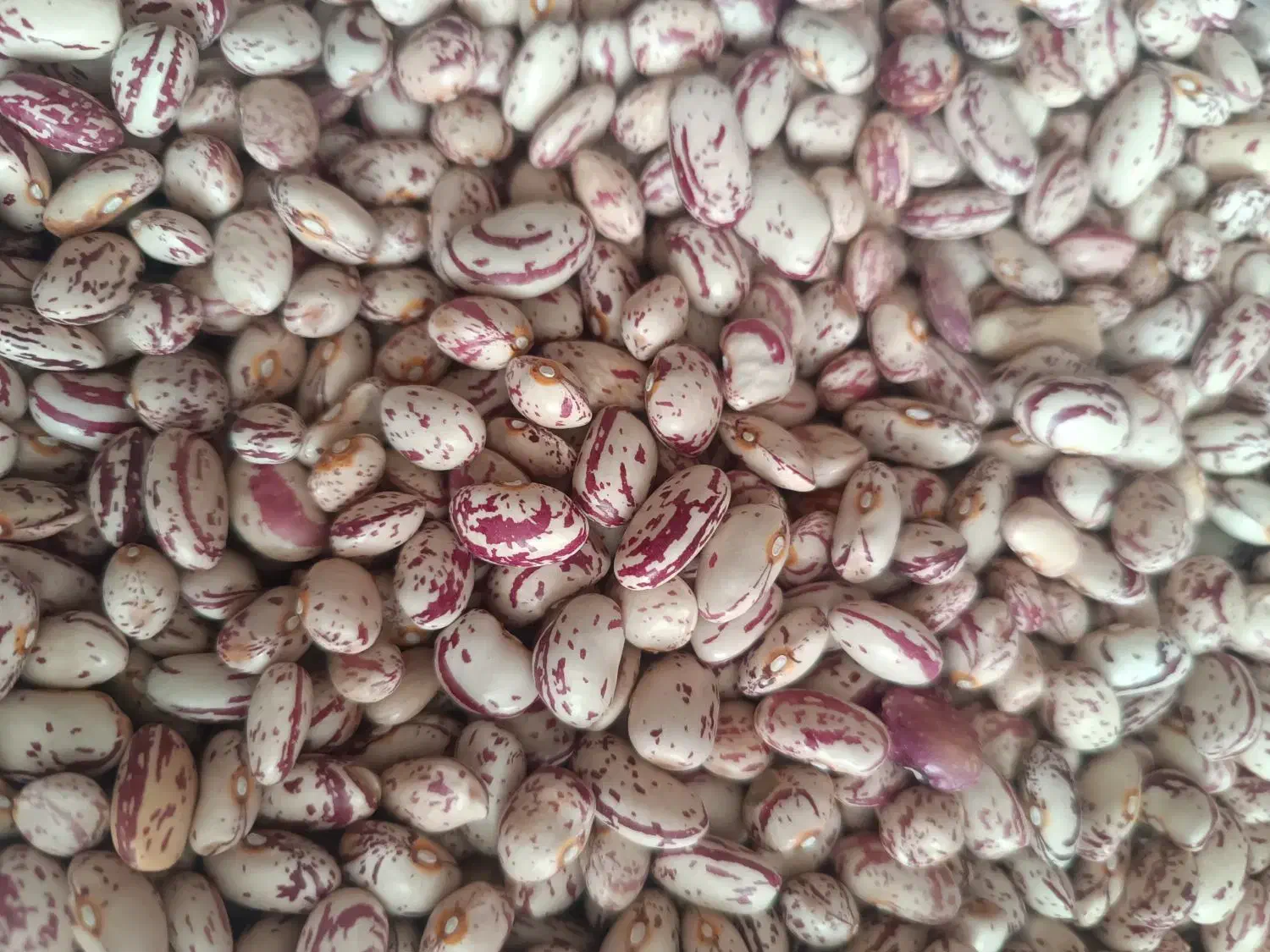 لوبیاچیتی تازه|خوردنی و آشامیدنی|سراجو, |دیوار