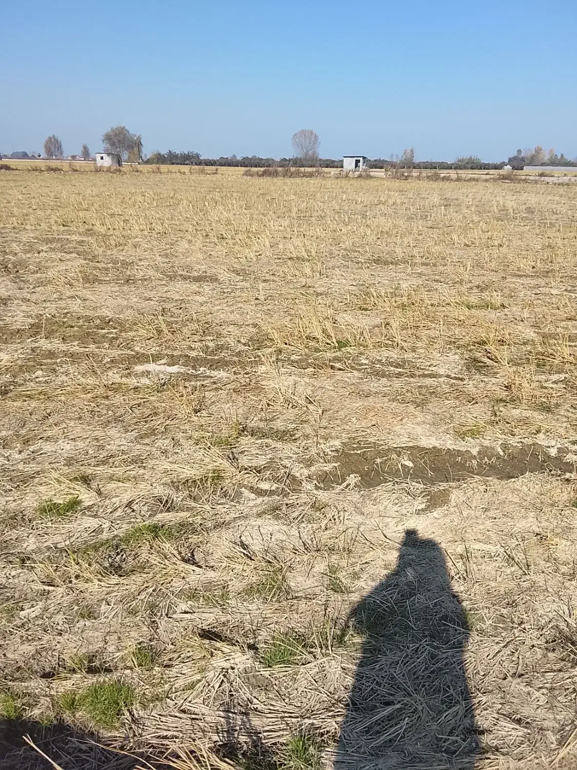 فروش  یا معاوضه ۱۰۰۰متر زمین چسبیده بافت|فروش زمین و ملک کلنگی|امامزاده عبدالله, |دیوار