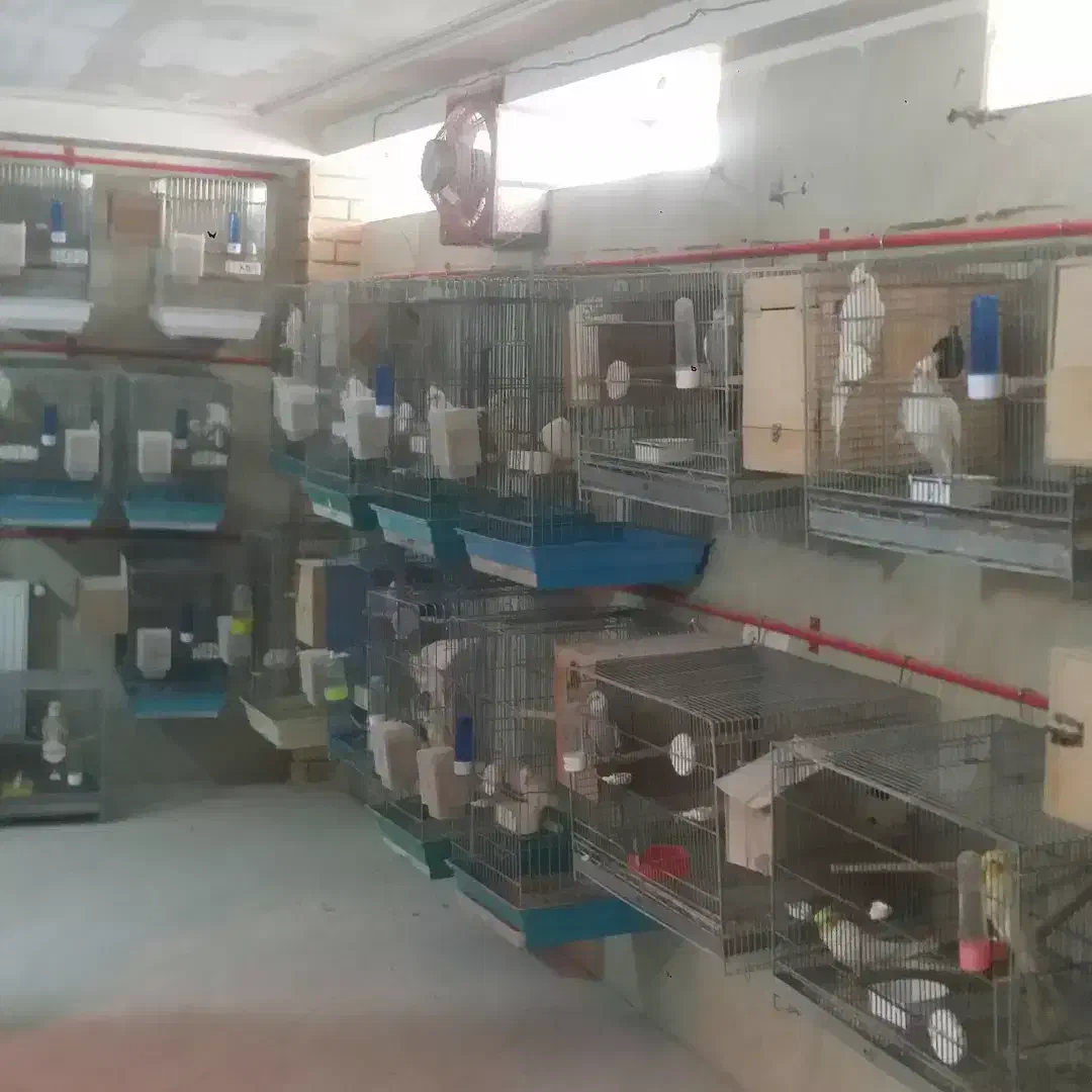 قفس ۸خان پژاوند قاطری قفس کاسکویی ۱۰۳۳و ۱۰۳۲|لوازم جانبی حیوانات|تهران, شهرک دریا|دیوار