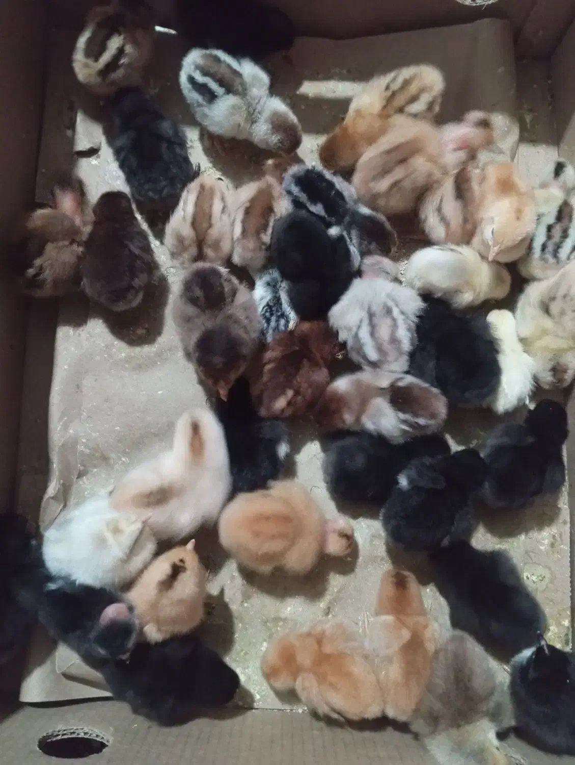 جوجه محلی وجوجه گردن لخت وجوجه برهما|حیوانات مزرعه|نکا, |دیوار