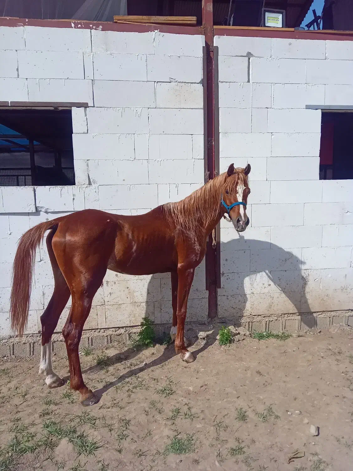 فروش یک راس اسب نریون عرب ۴.۵ ساله مدارک تکمیل|اسب و تجهیزات اسب‌سواری|پره‌سر, |دیوار
