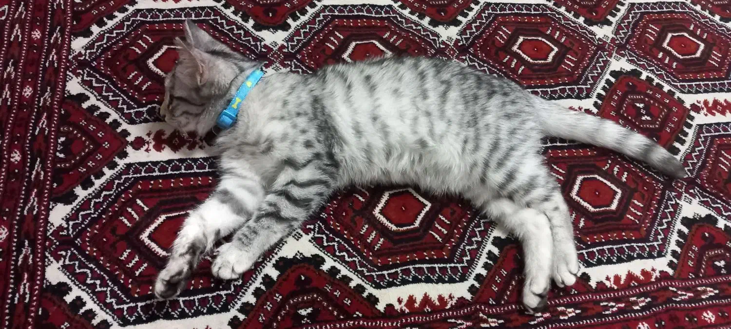 واگذاری گربه میکس|گربه|گنبد کاووس, |دیوار